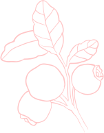 shape-04-3.png